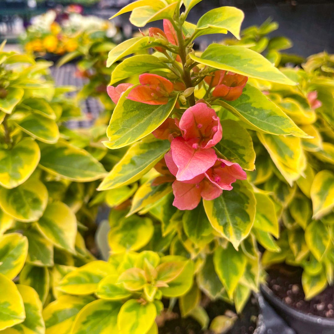 LAST CHANCE: Bougainvillea ‘pixie Queen', Live Plant, 4