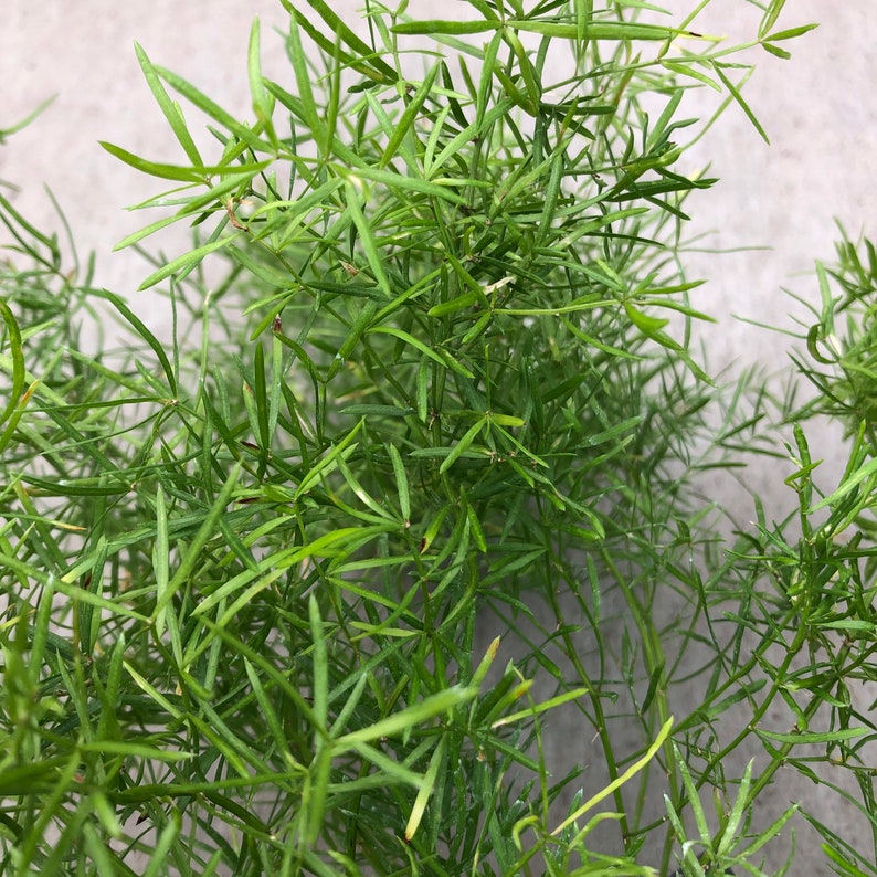 Asparagus aethiopicus Asparagus Fern 4 Growers Pot Etsy