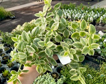 Trailing Mezoo, Live Succulent Houseplant, 4&quot; Growers Pot