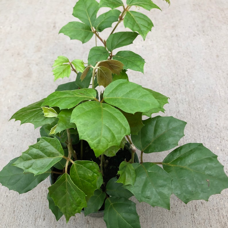 Cissus Rhombifolia grape Leaf Ivy 4 Growers Pot Etsy