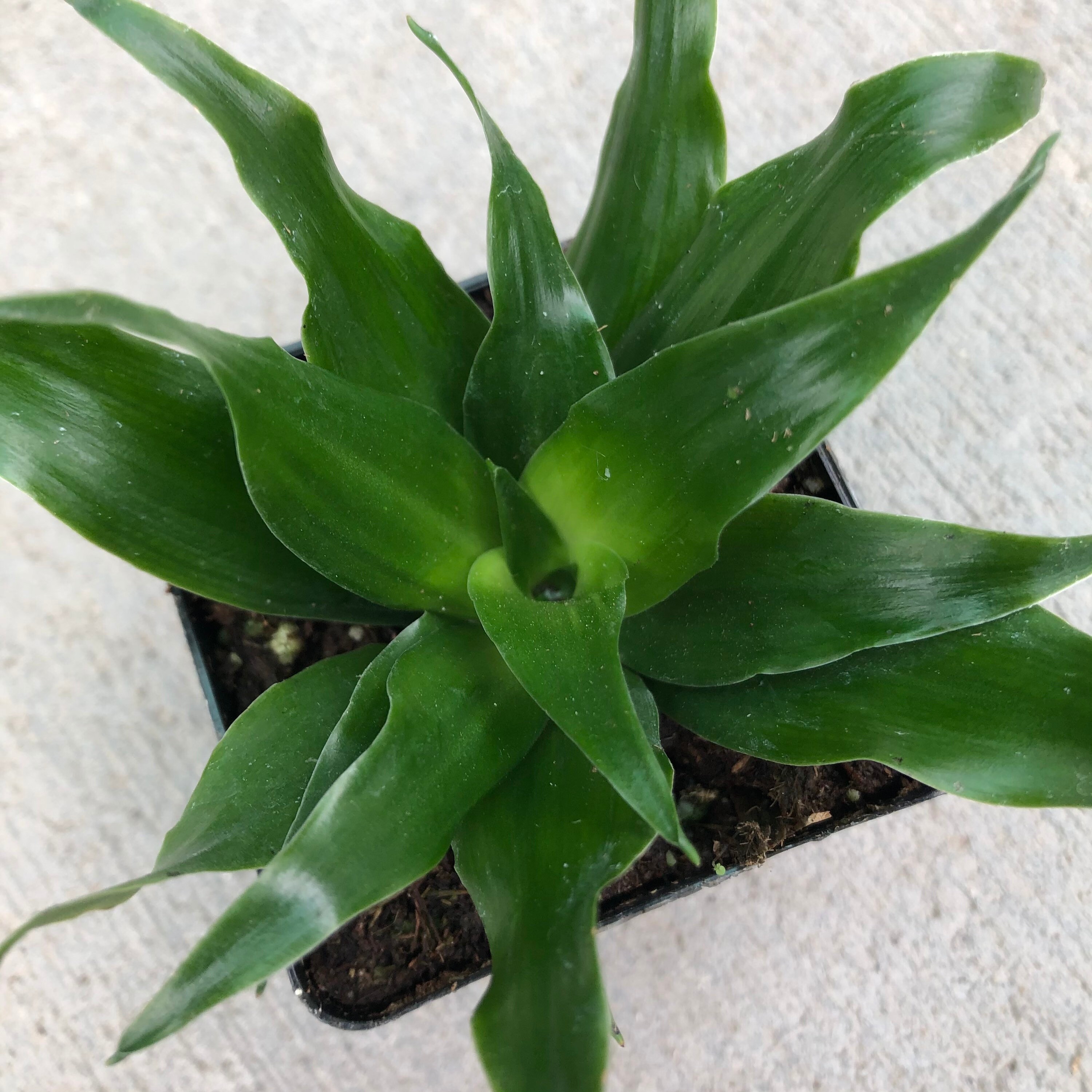 Janet Craig Corn Plant