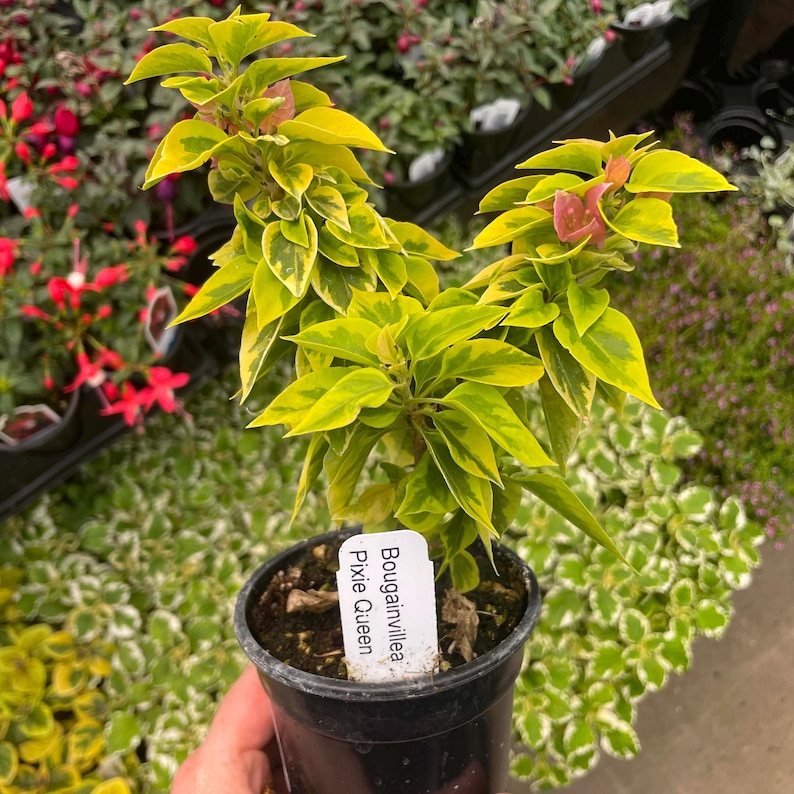 LAST CHANCE: Bougainvillea ‘pixie Queen', Live Plant, 4