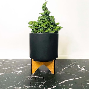 Pre-Bonsai, Gemstone Hinoki Cypress, Live Plant - 4&quot; Growers Pot