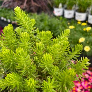 Creeping Sedum 'Angelina' Live Groundcover Succulent - 4" Growers Pot image 5