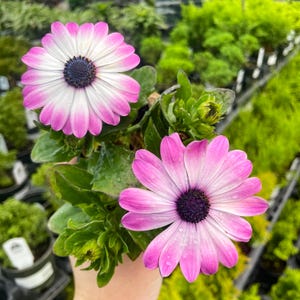 Seasonal Annual, Flower Power Compact Pink Eye Osteospermum African Daisy, Live Plant, 4" Growers Pot