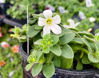 Itsy White Petunia - 4” Growers Pot