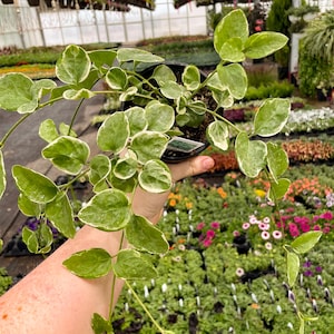 Vine, Variegated Vinca Vine, Live Plant, 4" Growers Pot