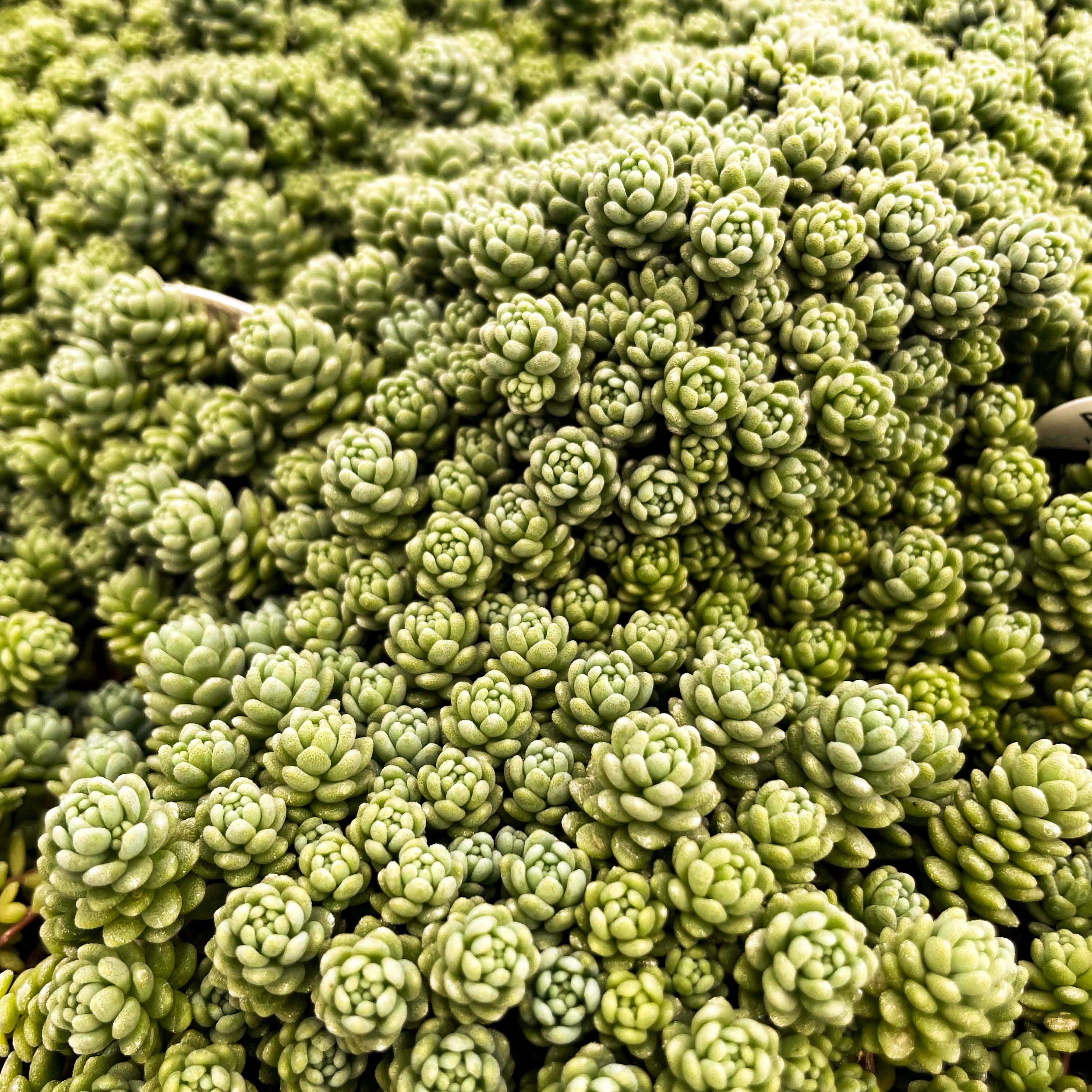Creeping Sedum, 'major', Live Groundcover Succulent - 4" Growers Pot - Etsy