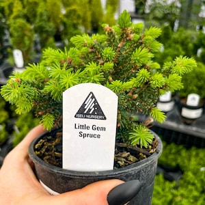 Pre-Bonsai, Little Gem Norway Spruce, Live Plant - 4&quot; Growers Pot