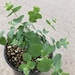 Eucalyptus pulverulenta 'Baby Blue' (Florist Silver Dollar) - 4' Growers Pot 