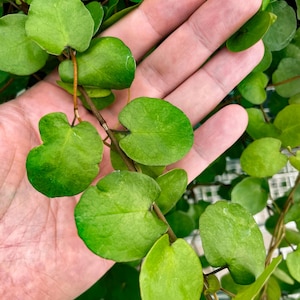 Giant Leaf, 10-Gauge Wire Vine Live Plant, 4" Growers Pot