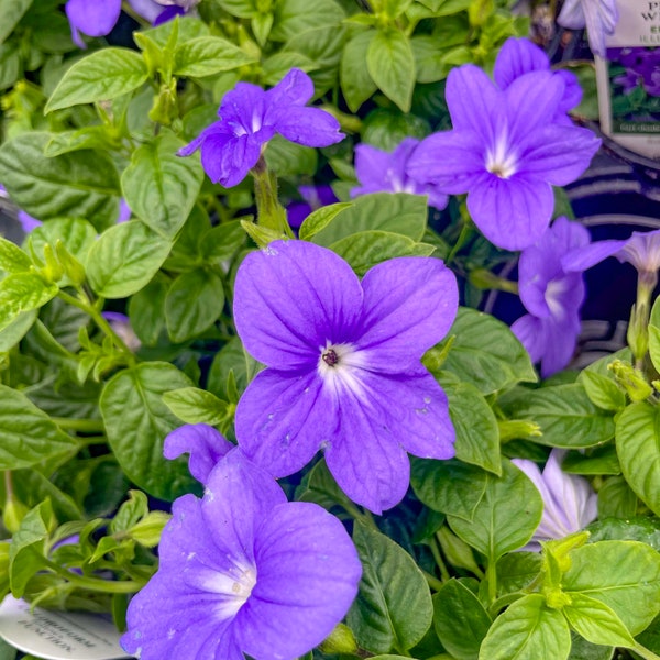 Browallia ‘Endless Illumination’ (Bush Violet) - 4” Growers Pot