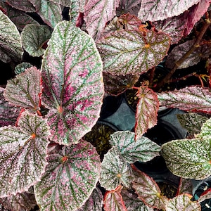 Begonia, Miss Mummy, Live Houseplant, 4&quot; Growers Pot