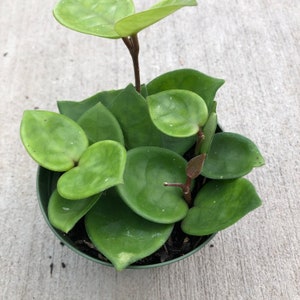 Hoya carnosa 'Chelsea' Wax Plant 4 Growers Pot image 5