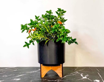 Columnea gloriosa ‘California Gold’ (Goldfish Plant) - 4” Growers Pot