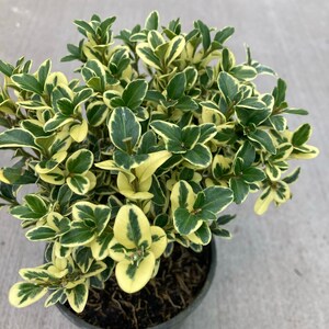 Buxus sempervirens Variegata Boxwood 4 Growers Pot image 4