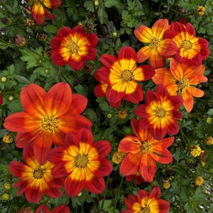 May include: A cluster of vibrant flowers with red petals that transition to orange and yellow centers. The flowers have a daisy-like shape and are surrounded by green foliage. The image is a close-up shot, highlighting the details of the blooms.