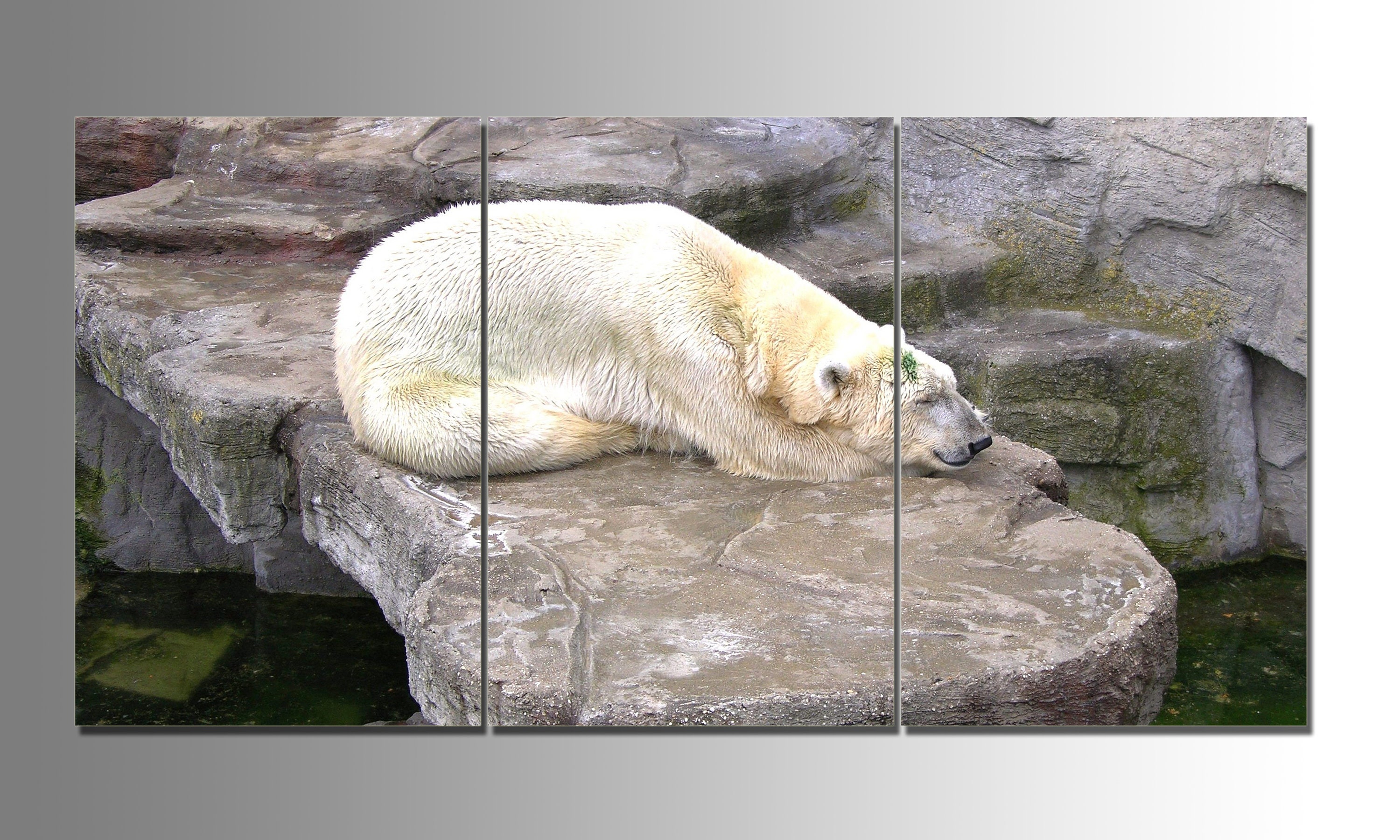 Oso polar decoración de pared / ártico hogar u oficina | Etsy