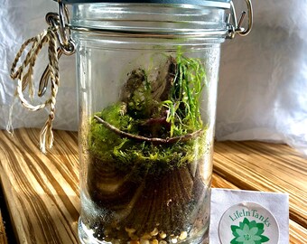 Closed Native Terrarium