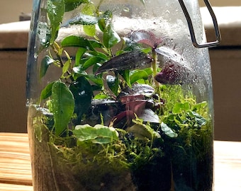 Closed Tropical Terrarium