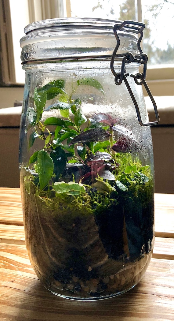 Closed Tropical Terrarium Etsy UK