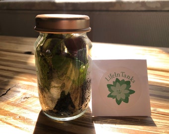 Mini Closed Tropical Terrarium