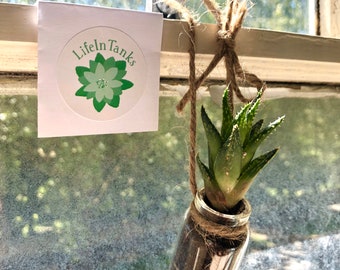 Mini Succulent Glass Bottle Terrarium