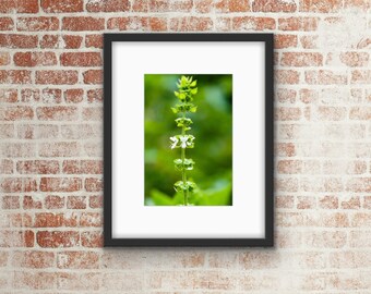 Garden Photo Print / Wall Art