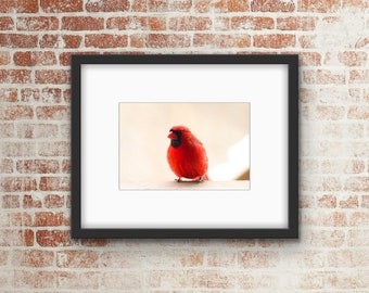 Red Cardinal Bird Photo Print / Wall Art