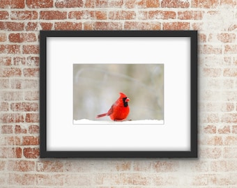 Red Cardinal Bird Photo Print / Wall Art