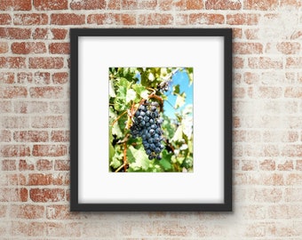 Vineyard Photo Print / Wall Art