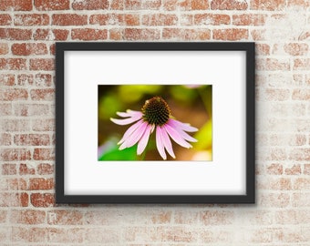 Pink Flower Photo Print / Wall Art