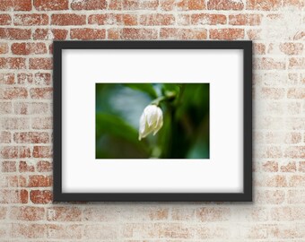 Garden Flower Photo Print / Wall Art