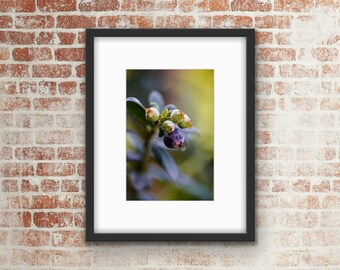 Blueberry Photo Print / Wall Art