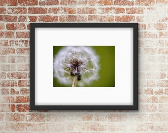 Dandelion Flower Photo Print / Wall Art