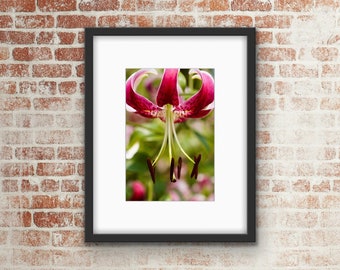 Pink Flower Photo Print / Wall Art