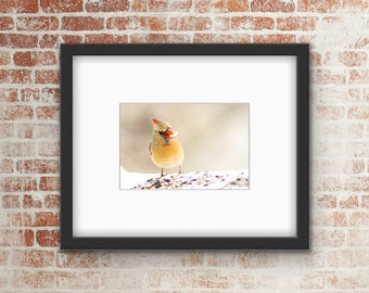 Cardinal Bird Photo Print / Wall Art