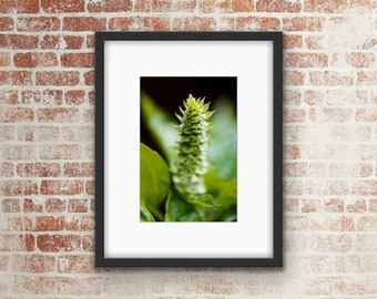 Garden Basil Photo Print / Wall Art