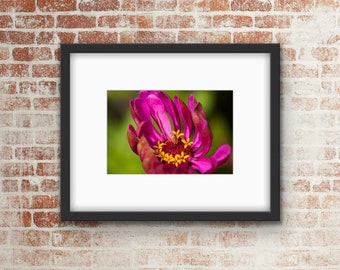 Pink Flower Photo Print / Wall Art