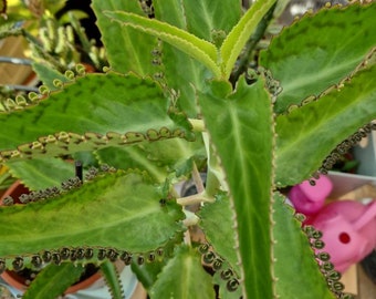 10 x plantlets. Mother of Millions, Mexican Hat plant, Devils Backbone