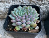 Echeveria Rundelli 2 succulent
