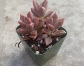 Graptosedum Alpenglow Vera Higgins 2 pot