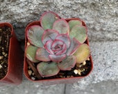Echeveria Hercules 2 succulent