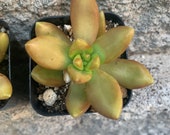 2 succulent