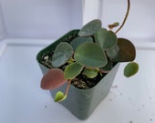 Peperomia Ruby Cascade 2 pot