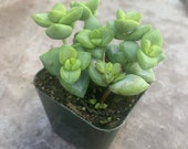 Crassula rupestris 2 pot