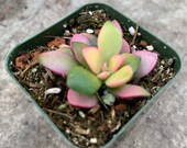 Anacampseros Telephiastrum variegated Sunrise 2 pot