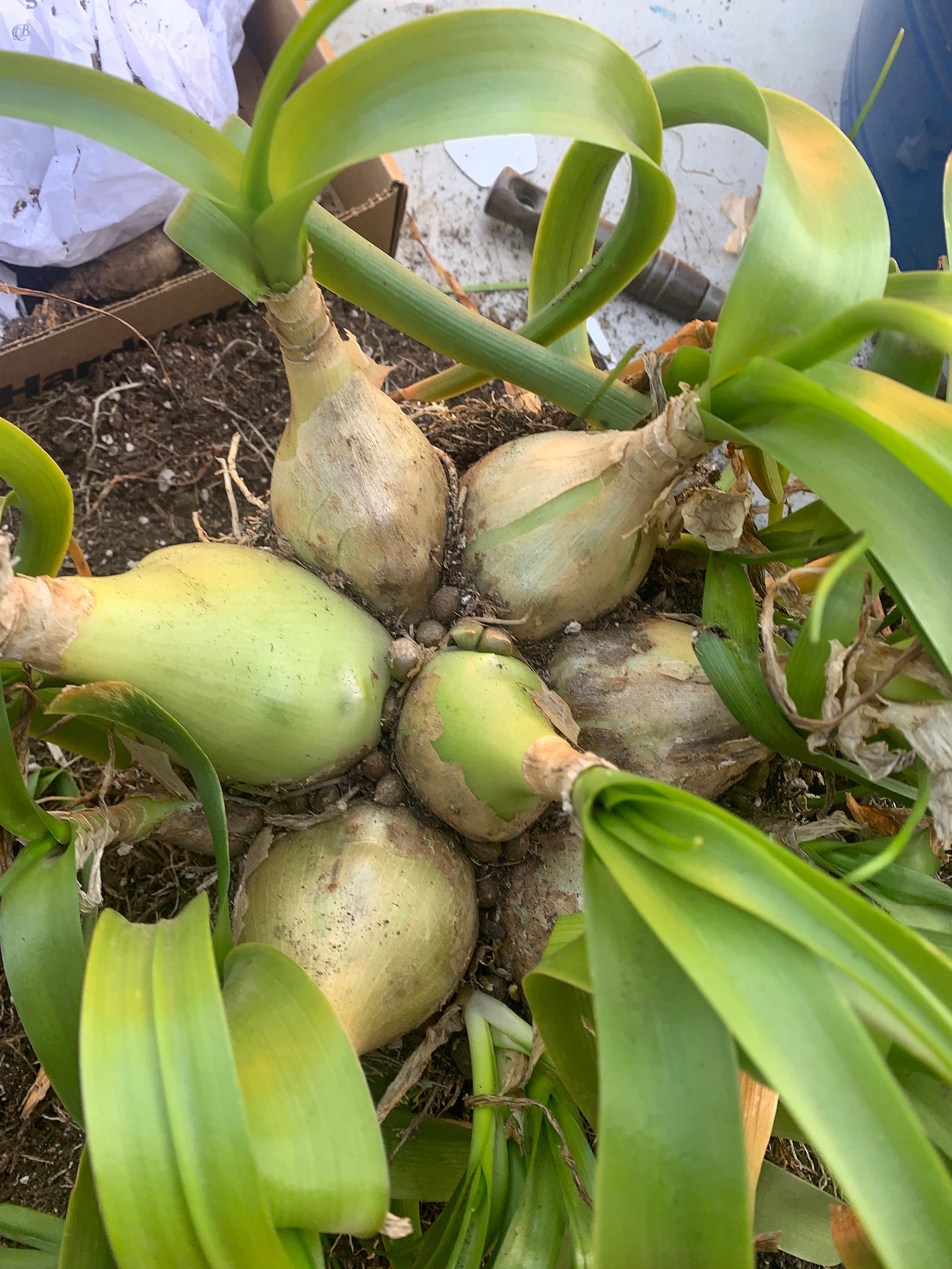 Pregnant Onion Live Plant Albuca bracteata False Sea Onion Etsy