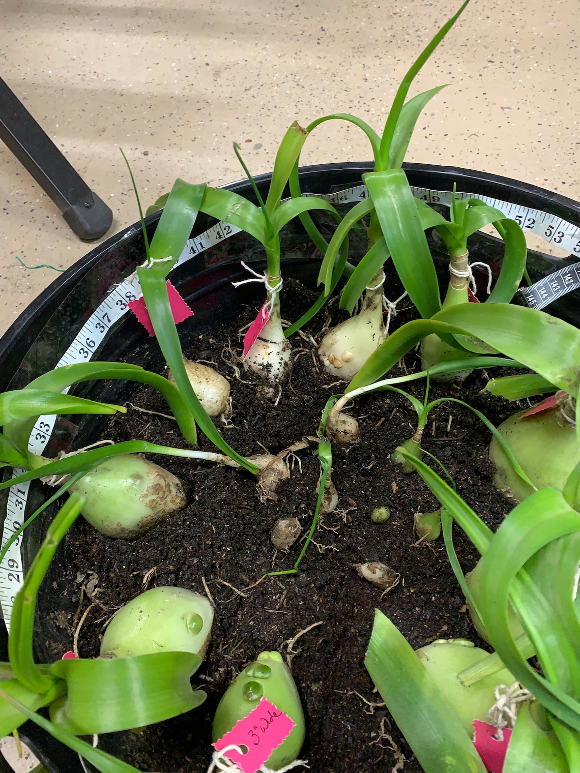 Pregnant Onion Live Plant Albuca bracteata False Sea Onion Etsy