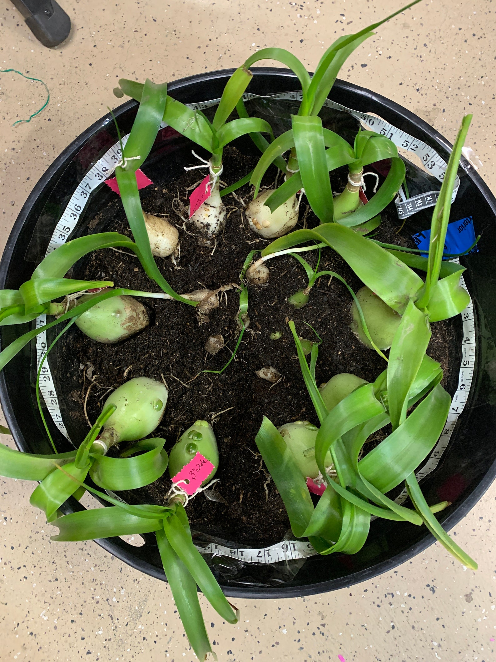 Pregnant Onion Live Plant Albuca bracteata False Sea Onion Etsy